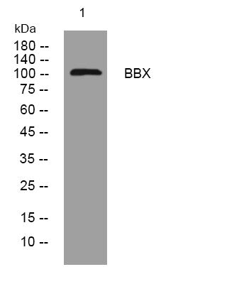 Anti-BBX antibody (641-691 aa) (STJ194682) – Figure 1 of 1