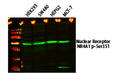 Anti-Phospho-NR4A1-Ser351 antibody (STJ194695) – Figure 1 of 1