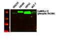 Anti-Phospho-CaMK2-Thr286 antibody (STJ194696) – Figure 1 of 1