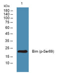 Anti-Phospho-BCL2L11-Ser69 antibody (STJ194702) – Figure 1 of 1