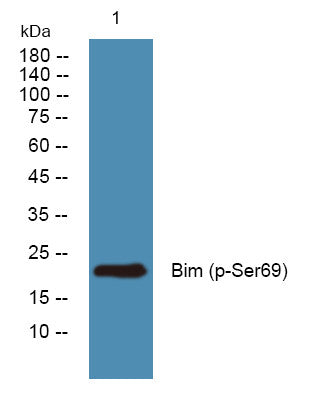 Anti-Phospho-BCL2L11-Ser69 antibody (STJ194702) – Figure 1 of 1