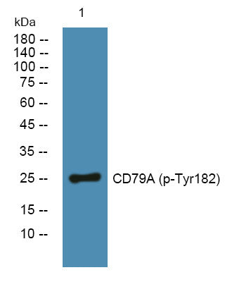 Anti-Phospho-CD79A-Tyr182 antibody (STJ194704) – Figure 1 of 1