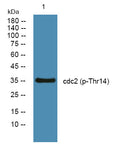 Anti-Phospho-CDK1-Thr14 antibody (STJ194705) – Figure 1 of 1