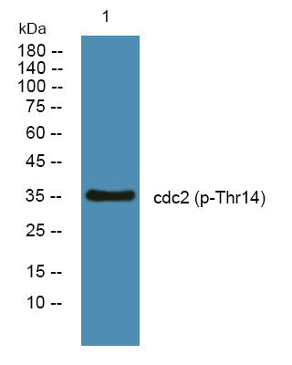 Anti-Phospho-CDK1-Thr14 antibody (STJ194705) – Figure 1 of 1