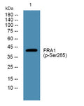 Anti-Phospho-FOSL1-Ser265 antibody (STJ194710) – Figure 1 of 1