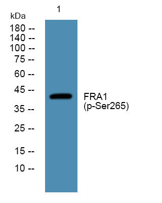 Anti-Phospho-FOSL1-Ser265 antibody (STJ194710) – Figure 1 of 1