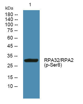 Anti-Phospho-RPA2-Ser8 antibody (STJ194741) – Figure 1 of 1