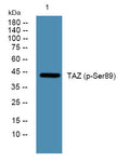 Anti-Phospho-WWTR1-Ser89 antibody (STJ194751) – Figure 1 of 1