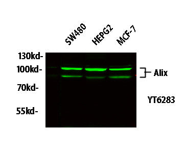Anti-PDCD6IP antibody (410-490 aa) (STJ194755) – Figure 1 of 1