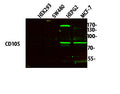 Anti-ENG antibody (STJ194759) – Figure 1 of 1