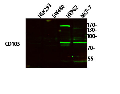 Anti-ENG antibody (STJ194759) – Figure 1 of 1
