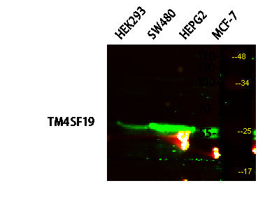Anti-TM4SF19 antibody (140-160 aa) (STJ194762) – Figure 1 of 1