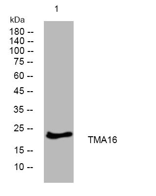 Anti-TMA16 antibody (147-197 aa) (STJ194773) – Figure 1 of 1