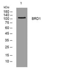 Anti-BRD1 antibody (399-449 aa) (STJ194779) – Figure 1 of 1