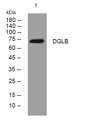 Anti-DAGLB antibody (616-666 aa) (STJ194789) – Figure 1 of 1