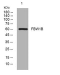 Anti-FBXW11 antibody (464-514 aa) (STJ194792) – Figure 1 of 1