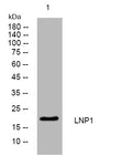 Anti-LNP1 antibody (11-61 aa) (STJ194806) – Figure 1 of 1
