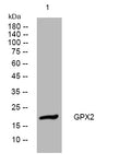 Anti-GPX2 antibody (113-163 aa) (STJ194816) – Figure 1 of 1
