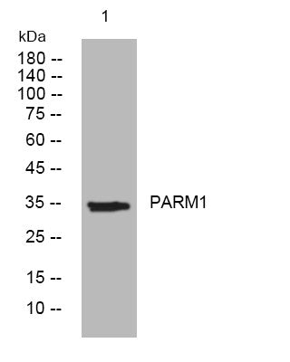Anti-PARM1 antibody (147-197 aa) (STJ194829) – Figure 1 of 1
