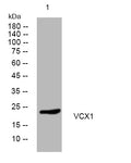 Anti-VCX antibody (95-145 aa) (STJ194836) – Figure 1 of 1