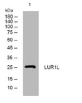 Anti-LURAP1L antibody (142-192 aa) (STJ194847) – Figure 1 of 1