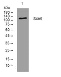 Anti-SLC4A5 antibody (26-76 aa) (STJ194857) – Figure 1 of 1