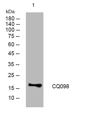 Anti-SPMAP1 antibody (42-92 aa) (STJ194862) – Figure 1 of 1