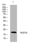 Anti-NUDT10 antibody (92-142 aa) (STJ194877) – Figure 1 of 1