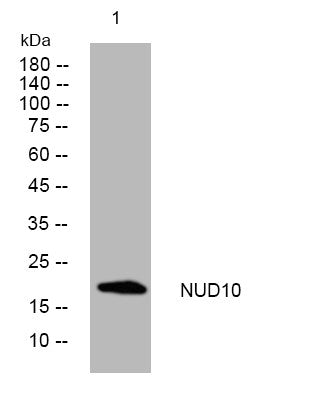 Anti-NUDT10 antibody (92-142 aa) (STJ194877) – Figure 1 of 1