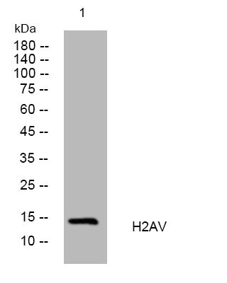 Anti-H2AZ2 antibody (27-77 aa) (STJ194882) – Figure 1 of 1