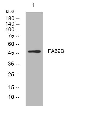 Anti-DIPK1B antibody (333-383 aa) (STJ194887) – Figure 1 of 1
