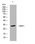 Anti-YIPF1 antibody (223-273 aa) (STJ194891) – Figure 1 of 1