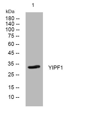 Anti-YIPF1 antibody (223-273 aa) (STJ194891) – Figure 1 of 1