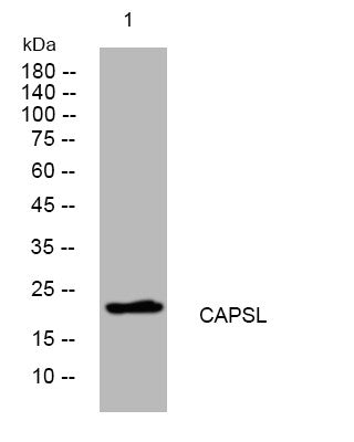 Anti-CAPSL antibody (16-66 aa) (STJ194893) – Figure 1 of 1