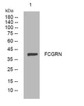 Anti-FCGRT antibody (146-196 aa) (STJ194896) – Figure 1 of 1