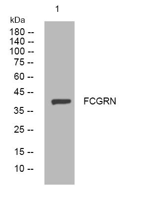 Anti-FCGRT antibody (146-196 aa) (STJ194896) – Figure 1 of 1