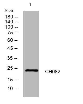 Anti-C8orf82 antibody (163-213 aa) (STJ194899) – Figure 1 of 1