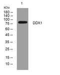 Anti-DDX1 antibody (559-609 aa) (STJ194900) – Figure 1 of 1