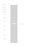 Anti-SELENOV antibody (250-300 aa) (STJ194905) – Figure 1 of 1