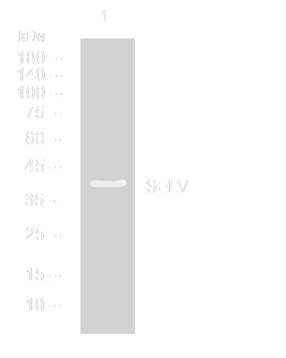 Anti-SELENOV antibody (250-300 aa) (STJ194905) – Figure 1 of 1