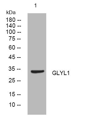 Anti-GLYATL1 antibody (42-92 aa) (STJ194913) – Figure 1 of 1