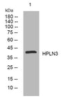 Anti-HAPLN3 antibody (87-137 aa) (STJ194921) – Figure 1 of 1