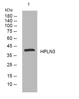 Anti-HAPLN3 antibody (87-137 aa) (STJ194921) – Figure 1 of 1