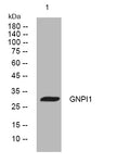 Anti-GNPDA1 antibody (109-159 aa) (STJ194934) – Figure 1 of 1