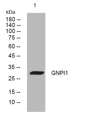 Anti-GNPDA1 antibody (109-159 aa) (STJ194934) – Figure 1 of 1