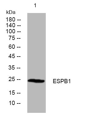 Anti-ELSPBP1 antibody (67-117 aa) (STJ194937) – Figure 1 of 1