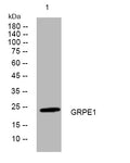 Anti-GRPEL1 antibody (159-209 aa) (STJ194944) – Figure 1 of 1