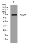 Anti-ZNF333 antibody (22-72 aa) (STJ194950) – Figure 1 of 1