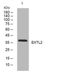 Anti-EXTL2 antibody (141-191 aa) (STJ194954) – Figure 1 of 1