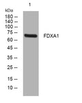 Anti-FDXACB1 antibody (358-408 aa) (STJ194958) – Figure 1 of 1